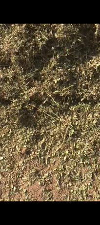 Islamabad, Food, EXPORT & IMPORT &ndash; CAMEL FOOD From Pakistan ???????? To Saudi Arabia . Premium Camel Feed