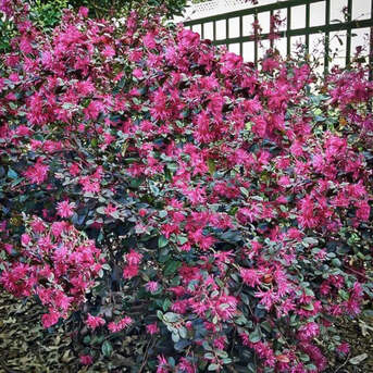New York, Farm & Garden, USD 49,  Ruby Loropetalum &ndash; Purple Diamond Shrub For Home Gardens