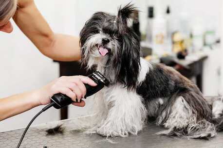Haryana, Pet Sitting, Dog Grooming In Faridabad