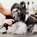 Dog Grooming In Faridabad