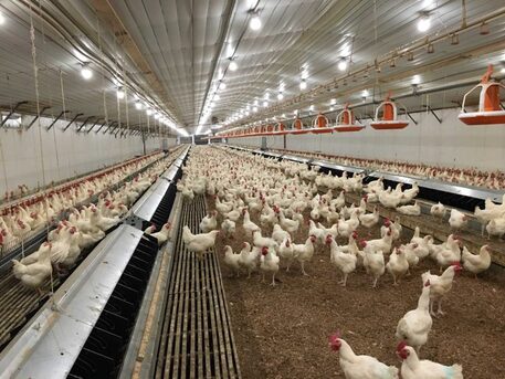 New York, Real Estate, Duramax PVC Poultry Wall Panels-Where Hygiene Meets Durability ​