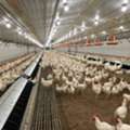 Duramax PVC Poultry Wall Panels-Where Hygiene Meets Durability ​