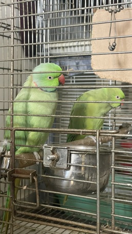 Al Aziziyah, Pet Supplies, SAR 1500,  Green Parrots