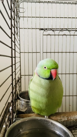 Al Aziziyah, Pet Supplies, SAR 1500,  Green Parrots