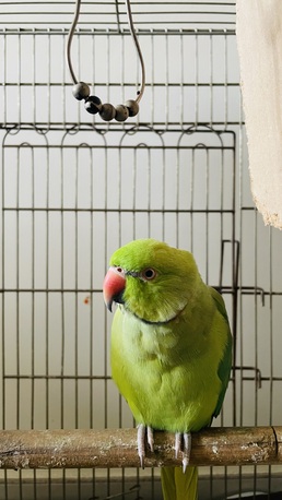 Al Aziziyah, Pet Supplies, SAR 1500,  Green Parrots