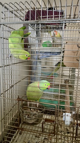 Al Aziziyah, Pet Supplies, SAR 1500,  Green Parrots