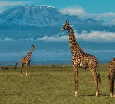 Nairobi, Travel, Searching For A Well-planned Wildlife Safari In Kenya?