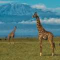 Searching For A Well-planned Wildlife Safari In Kenya?