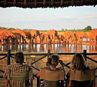 Nairobi, Travel, Searching For A Well-planned Wildlife Safari In Kenya?