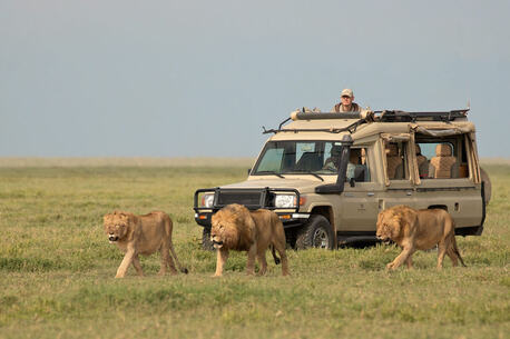 Nairobi, Travel, Searching For A Well-planned Wildlife Safari In Kenya?