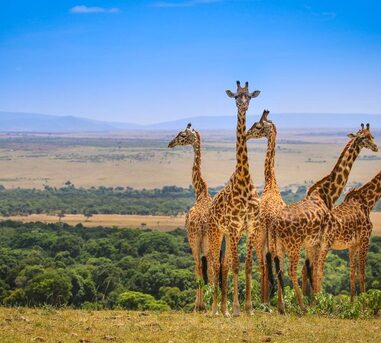 Nairobi, Travel, Searching For A Well-planned Wildlife Safari In Kenya?