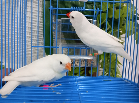 Al Aziziyah, Pet Adoption, Pure White And Pied Finch Pairs