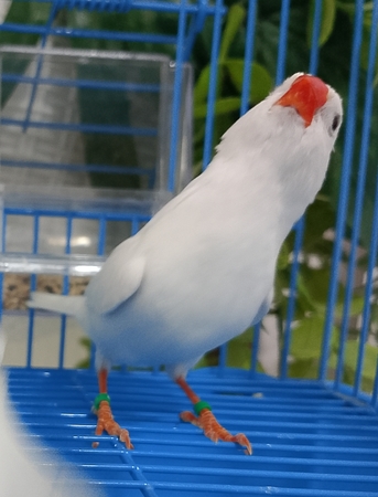 Al Aziziyah, Pet Adoption, Pure White And Pied Finch Pairs