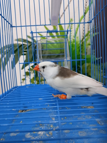 Al Aziziyah, Pet Adoption, Pure White And Pied Finch Pairs