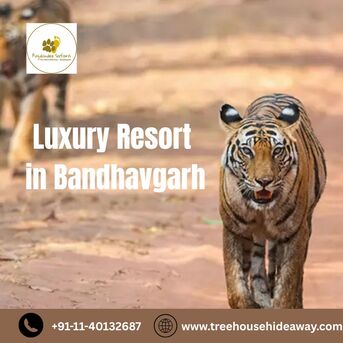 Bhopal, Travel, Luxury Resort In Bandhavgarh