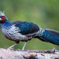 Birds Photography Tours | Birding Lodge Pangot