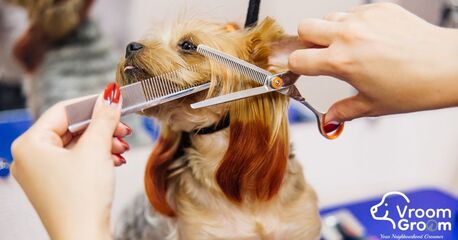 Dubai, Pet Sitting, Doorstep Pet Grooming Dubai | Convenient & Stress-Free