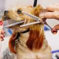 Doorstep Pet Grooming Dubai | Convenient & Stress-Free