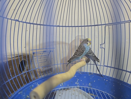 Jeddah, Pet Supplies, SAR 100,  Budgie/budgerigar