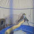 SAR 100,  Budgie/budgerigar