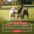 Brindle Bull Terriers &ndash; Premium Pups From Boss Bull Terriers