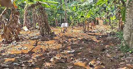 Kerala, Residential Plots, House Plot 21 Cents For Sale In Kattode, Thiruvalla, Kerala - Call Sam 8281016543