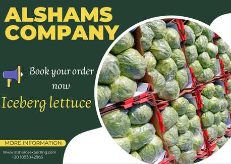 Berlin, Farm & Garden, ICEBERG LETTUCE