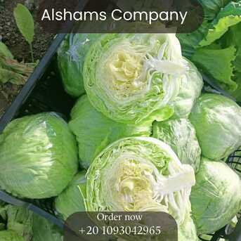 Berlin, Farm & Garden, ICEBERG LETTUCE