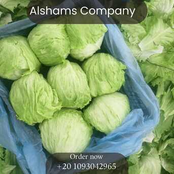 Berlin, Farm & Garden, ICEBERG LETTUCE