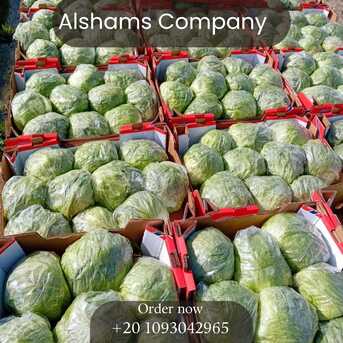 Berlin, Farm & Garden, ICEBERG LETTUCE