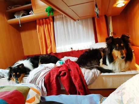 Haryana, Pet Sitting, Dog Hostel In Faridabad