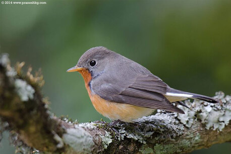 Mumbai, Travel, Birding In Kashmir | Birdwatching Tours Packages In Kashmir