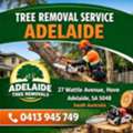 Professional Tree Removal Service Adelaide For Homes And Businesses