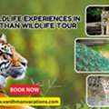 Rajasthan Wildlife Tour: Best Places To See Tigers & Birds