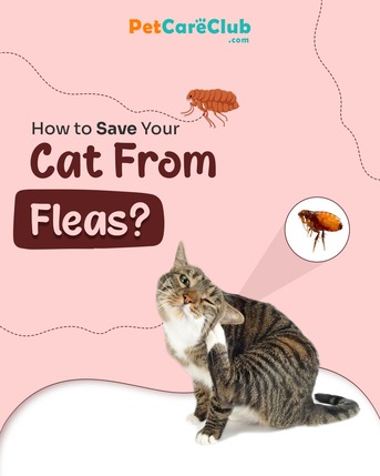 New York, Pet Supplies, USD 17,  How To Get Rid Of Fleas From Cats - Get 25% OFF Flea Preventions