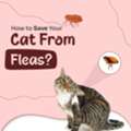 USD 17,  How To Get Rid Of Fleas From Cats - Get 25% OFF Flea Preventions