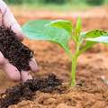 Best Vermicompost Suppliers In Chennai