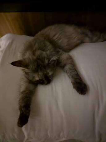 Riyadh, Pet Adoption, Gentle Young Female Cat Looking For A Responsible Forever Home