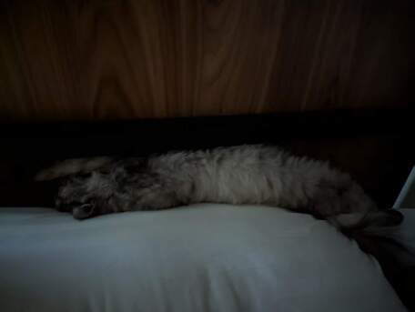 Riyadh, Pet Adoption, Gentle Young Female Cat Looking For A Responsible Forever Home