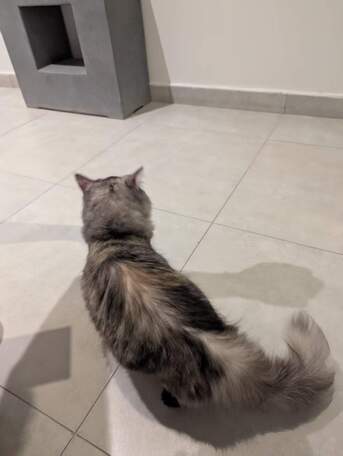Riyadh, Pet Adoption, Gentle Young Female Cat Looking For A Responsible Forever Home