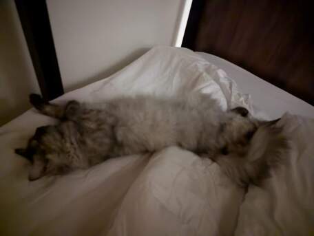 Riyadh, Pet Adoption, Gentle Young Female Cat Looking For A Responsible Forever Home