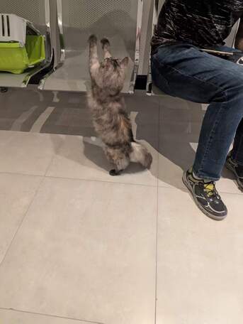 Riyadh, Pet Adoption, Gentle Young Female Cat Looking For A Responsible Forever Home