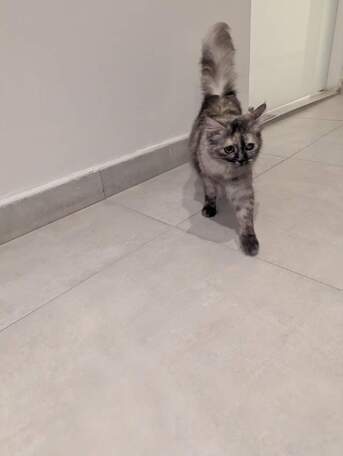 Riyadh, Pet Adoption, Gentle Young Female Cat Looking For A Responsible Forever Home