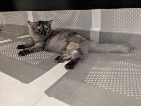 Riyadh, Pet Adoption, Gentle Young Female Cat Looking For A Responsible Forever Home