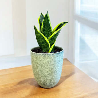 New York, Farm & Garden, USD 24,  Snake Plants &ndash; Easy Care Indoor Plant