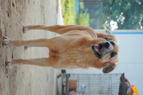 New Delhi, Pet Sitting, Animal Cruelty Act In India