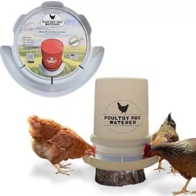 New York, Business, Automatic Chicken Feeder