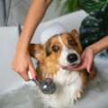 Dog Grooming In Ghaziabad