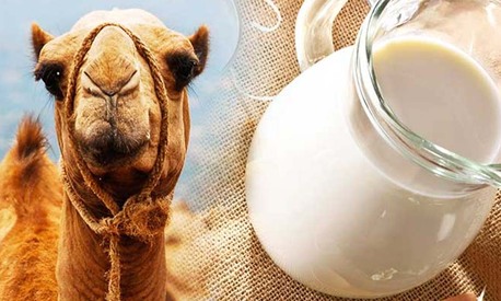 Mumbai, Health, Which Time Is Best For Drinking Camel Milk?