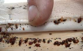 Jubail, Pest Control, ✅✅✅ LABOR CAMP BED BUG & COCKROACH CONTROL &ndash; 057 007 6842✅✅✅